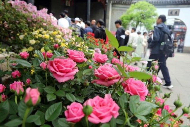 “五一”假期苏州园林接待游客超72万人次!(图2)