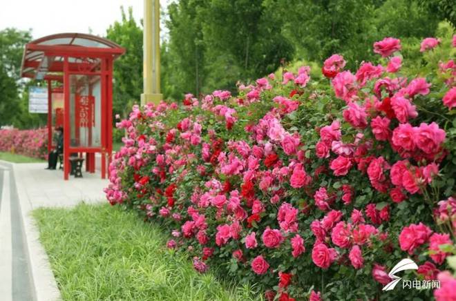 潍坊:2万余株月季组成“多彩花海”园林景观提升城市颜值(图2)