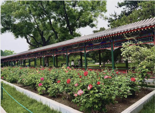 Kaiyun体育网站：“五一”北京创十年来新纪录！中国园林博物馆亮了！(图5)