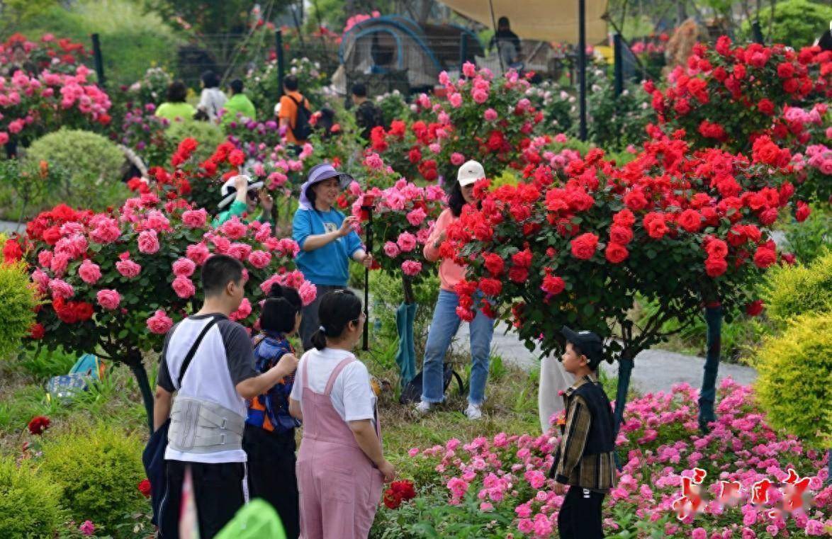 武汉月季盛放网友直呼“想嫁接”！园林局：免费送(图1)