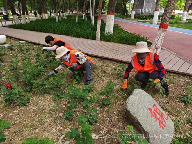 Kaiyun（中国体育）：明珠河公园清除绿化带杂草提升园林景观效果(图1)