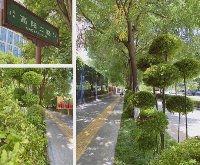 景观全维升级！跟随星光赏“绿”动夏天！(图8)