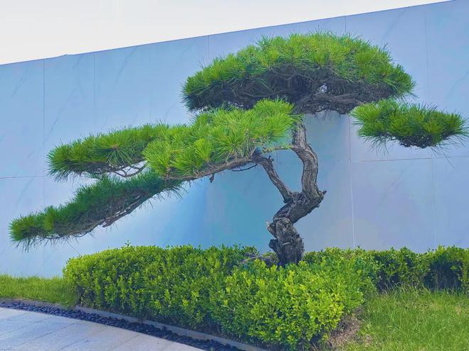 景观全维升级！跟随星光赏“绿”动夏天！(图7)