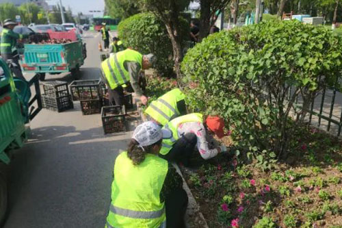 朔州：栽种草花增景色美化环境更宜居(图1)