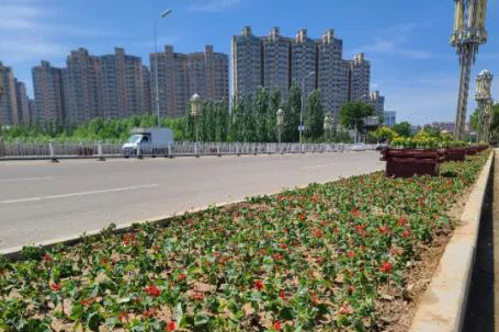 朔州：栽种草花增景色美化环境更宜居(图2)