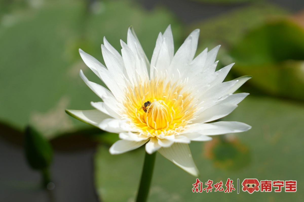 Kaiyun体育网站：多种罕见品种亮相南宁青秀山水生花卉观赏季来了(图3)