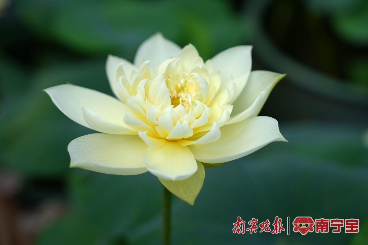 Kaiyun体育网站：多种罕见品种亮相南宁青秀山水生花卉观赏季来了(图2)