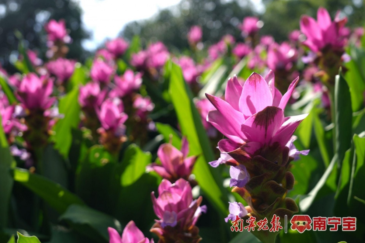 Kaiyun体育网站：多种罕见品种亮相南宁青秀山水生花卉观赏季来了(图5)