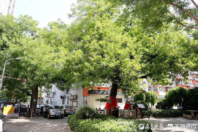 Kaiyun（中国体育）：历下园林：绘出最美底色着力擦亮城市品质(图8)