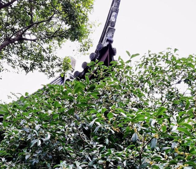 Kaiyun体育网站：夏夜遛弯不妨到黄浦这几个24小时开放公园逛逛→(图11)