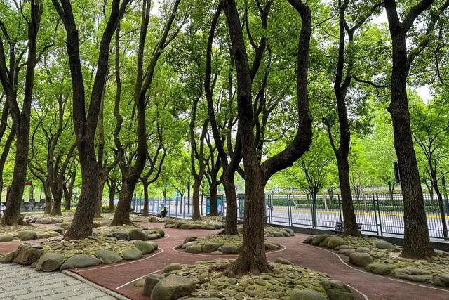 Kaiyun体育网站：夏夜遛弯不妨到黄浦这几个24小时开放公园逛逛→(图9)