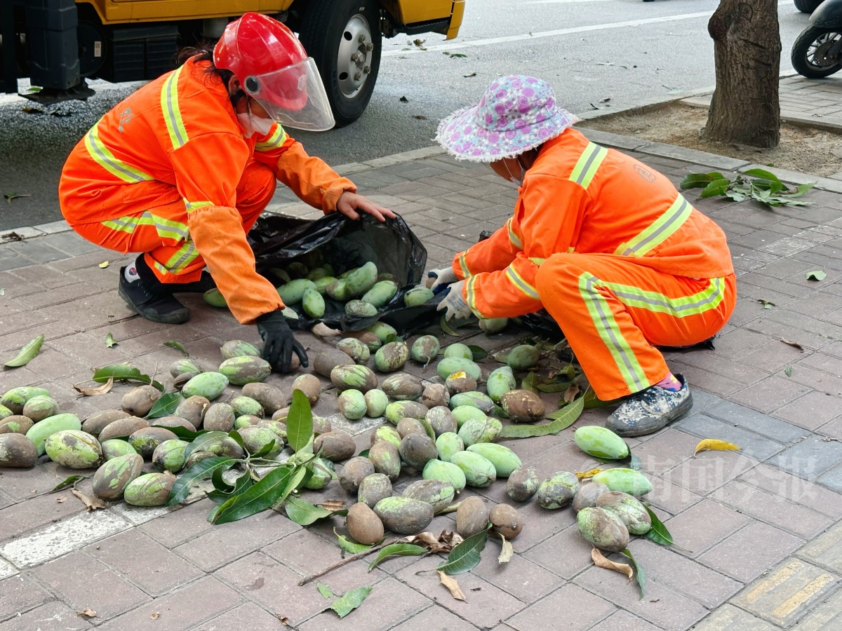 Kaiyun体育网站：柳州街头“绿化芒”挂果园林部门提醒：不好吃也不能吃！(图3)