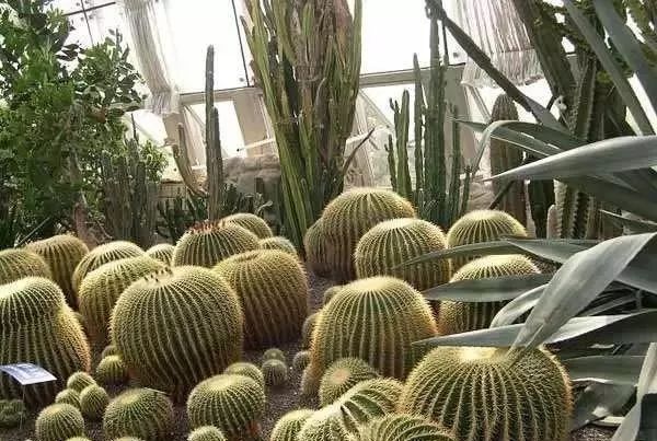 【农业地理】天哪原来这就是现代农业太震撼了！高考常考的专题！(图27)