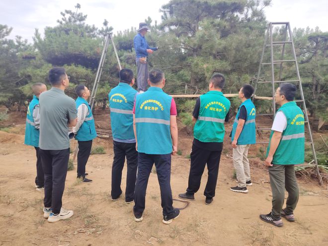 聊城市城管局园林中心：精研蟠扎新技术赋能养护新高度(图1)