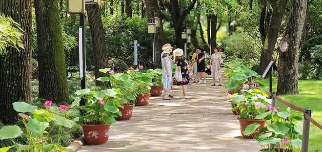 一步一景在江南园林中近距离感受荷莲雅韵上海荷花睡莲展推出多重福利(图2)