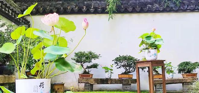 一步一景在江南园林中近距离感受荷莲雅韵上海荷花睡莲展推出多重福利(图3)