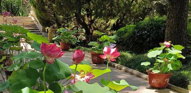 一步一景在江南园林中近距离感受荷莲雅韵上海荷花睡莲展推出多重福利(图4)