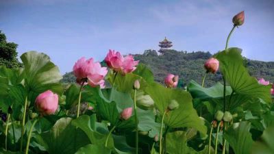 Kaiyun（中国体育）：“荷美中国花开太湖”第38届全国荷花展在无锡鼋头渚开幕(图1)