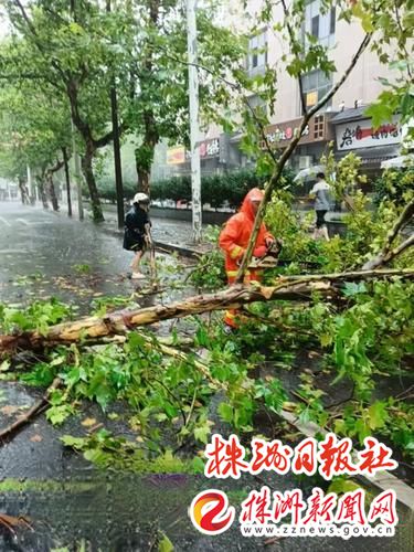 “格美”来袭吹倒树木芦淞园林抢险队伍紧急处理(图2)