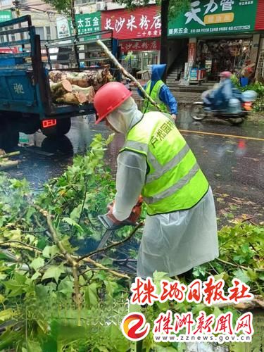 “格美”来袭吹倒树木芦淞园林抢险队伍紧急处理(图1)