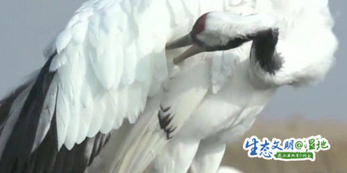 Kaiyun体育网站：【生态文明@湿地】全世界18的野生丹顶鹤在此繁衍生息(图1)