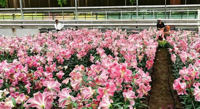 直击农博｜花海奇缘·馥郁芬芳——探寻长春农博会的繁花世界(图2)