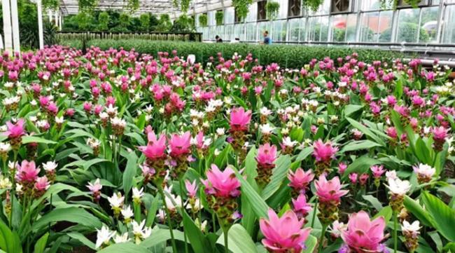 直击农博｜花海奇缘·馥郁芬芳——探寻长春农博会的繁花世界(图1)