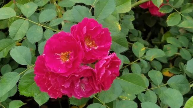直击农博｜花海奇缘·馥郁芬芳——探寻长春农博会的繁花世界(图3)
