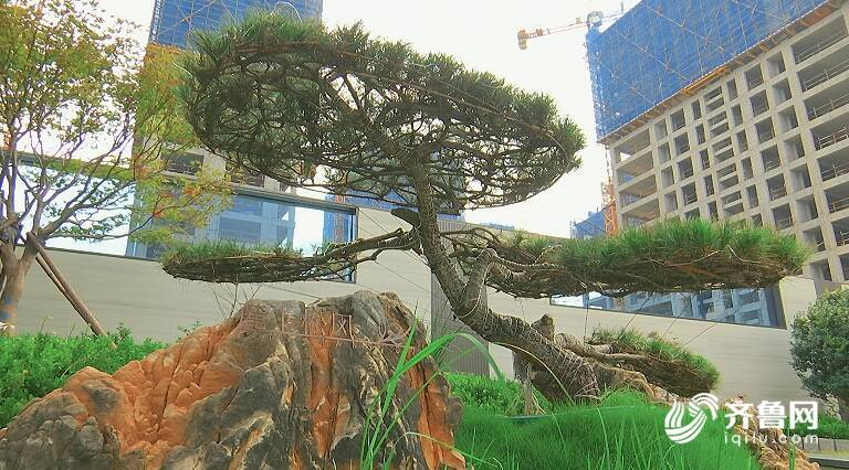 山石、绿植相映成趣！潍坊“景观大道”再添高品质“绿色微空间”(图3)