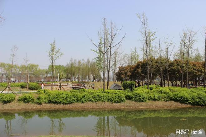 彩叶灌木在园林景观中应用和植物搭配比例(图6)