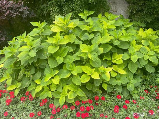 彩叶灌木在园林景观中应用和植物搭配比例(图1)