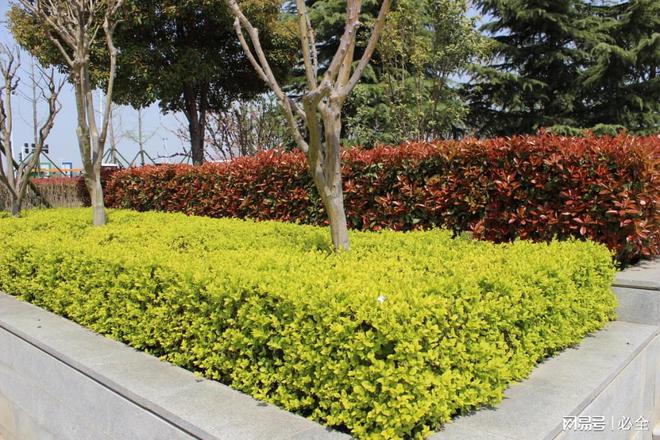 彩叶灌木在园林景观中应用和植物搭配比例(图3)
