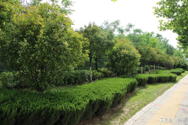 彩叶灌木在园林景观中应用和植物搭配比例(图8)