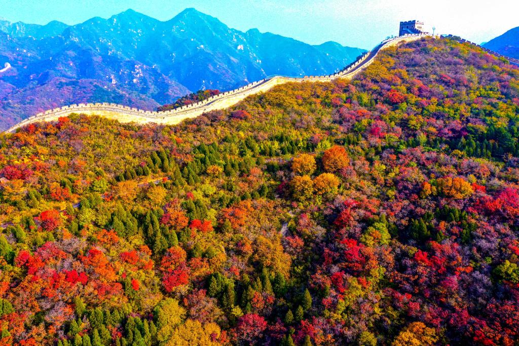 “红叶艳映古长城”八达岭千亩红叶将迎来最佳观赏期(图1)