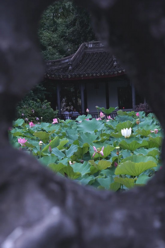 赏荷逛园林来这些公园感受上海夏天的诗情画意(图2)