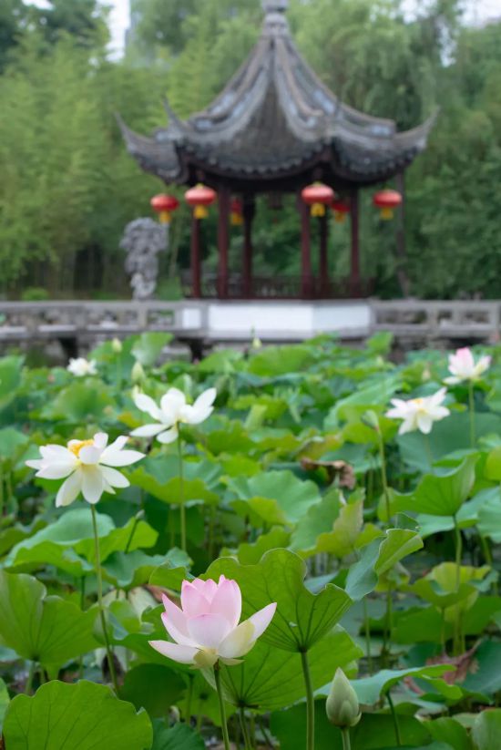 赏荷逛园林来这些公园感受上海夏天的诗情画意(图1)