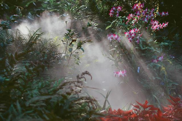 Kaiyun（中国体育）：中国有哪些著名植物园？这些赏花之地去过吗？百花争艳姹紫嫣红哦(图4)