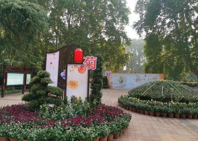 Kaiyun（中国体育）：一抹清香来人与花俱醉快来郑州人民公园赏秋菊(图1)