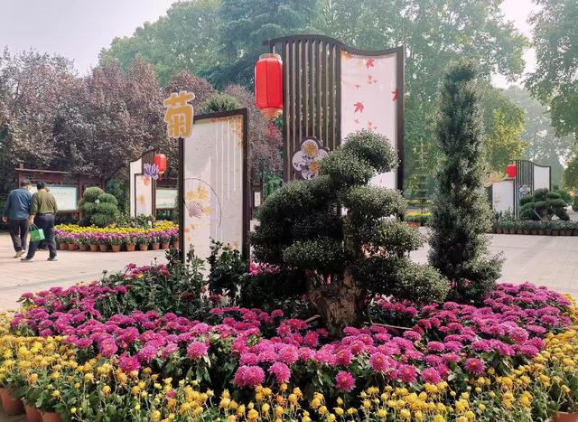 Kaiyun（中国体育）：一抹清香来人与花俱醉快来郑州人民公园赏秋菊(图3)