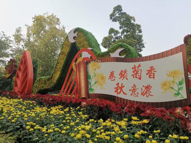 Kaiyun（中国体育）：一抹清香来人与花俱醉快来郑州人民公园赏秋菊(图2)