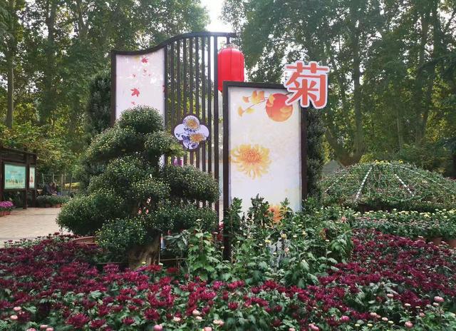 Kaiyun（中国体育）：一抹清香来人与花俱醉快来郑州人民公园赏秋菊(图4)