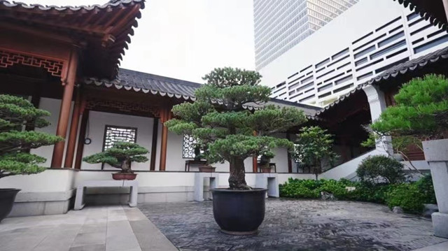 Kaiyun（中国体育）：从江南石供到海派盆景：上海博物馆东馆造了个园林！(图1)
