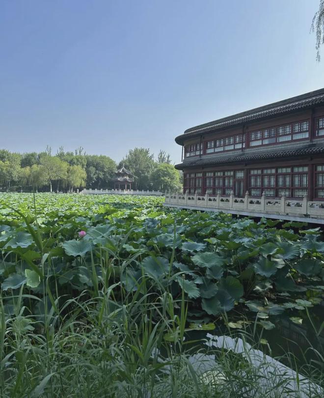 天津也有自己的小江南适合吸氧、遛娃、赏荷很多当地人不知道(图7)