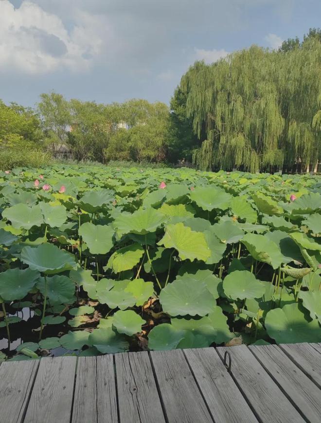 天津也有自己的小江南适合吸氧、遛娃、赏荷很多当地人不知道(图2)