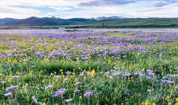 中国八大最美赏花胜地(图1)