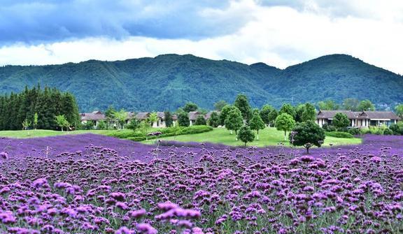 中国八大最美赏花胜地(图2)