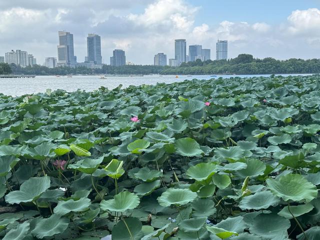 中秋假期首日南京各大景区游玩舒适度高(图2)
