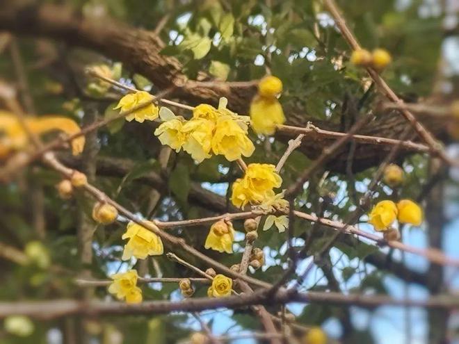 古典园林蜡梅开暗香浮动迎春来(图2)