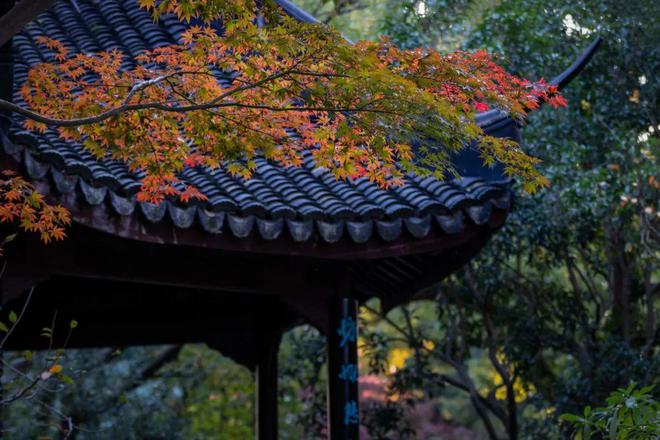 一年中最美！各大古风园林秋色正当时(图6)