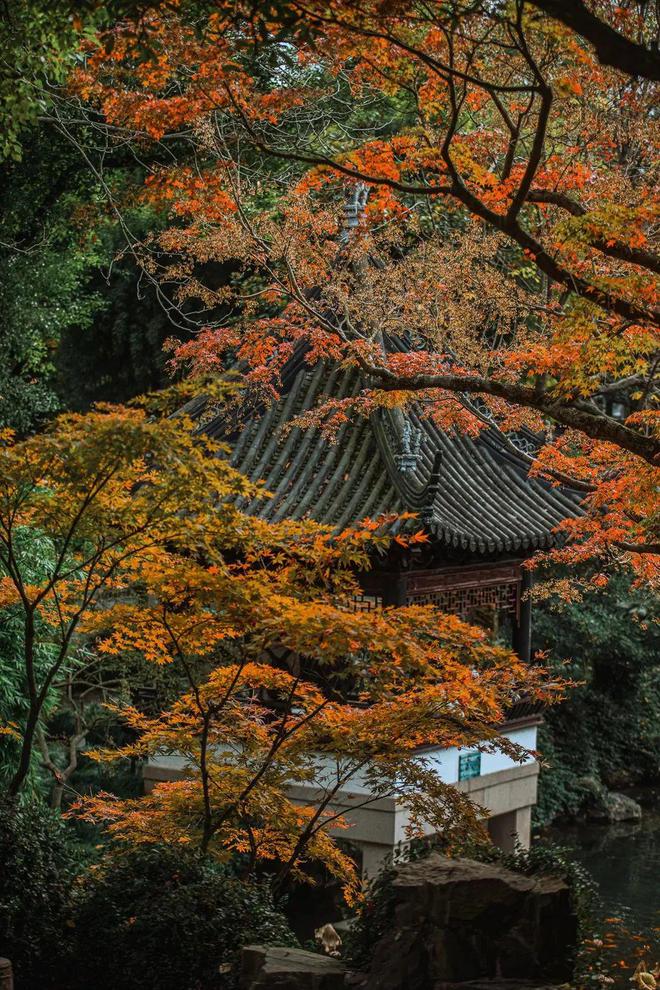 一年中最美！各大古风园林秋色正当时(图7)